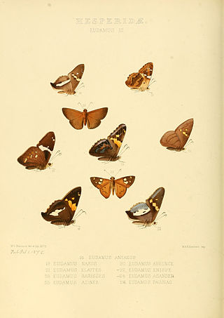 <i>Oileides</i> Genus of butterflies