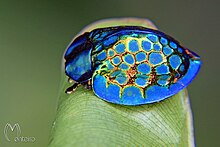Imperial tortoise beetle.jpg
