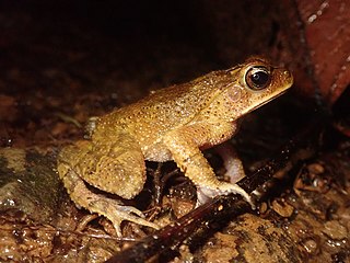 <i>Incilius aucoinae</i> Species of amphibian