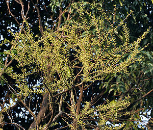 Indian gooseberry (Phyllanthus emblica syn Emblica officinalis) new leaves at Jayanti, Duars, West Bengal W Picture 039.jpg