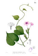 Ipomoea muricata