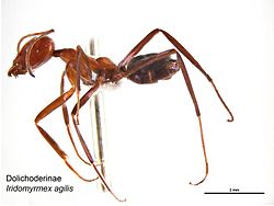 Iridomyrmex agilis.jpg