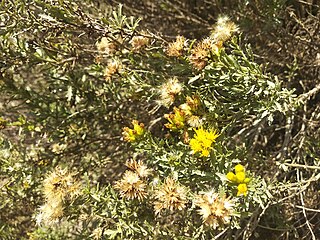 <i>Isocoma veneta</i> Species of flowering plant