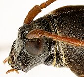 Isotomus speciosus head side.jpg