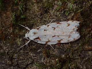 <i>Izatha hudsoni</i> Species of moth