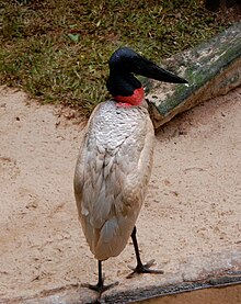 Jabiruo ĉe Parque das Aves, Foz do Iguacu, Brazilo