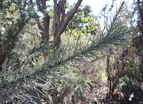 Descrizione dell'immagine Jacksonia furcellata foliage.jpg.