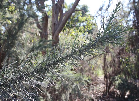 Tập_tin:Jacksonia_furcellata_foliage.jpg