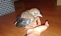 Young Jay, Garrulus glandarius, found on the ground after severe night storm. He was taken to bird asylum, but later died.