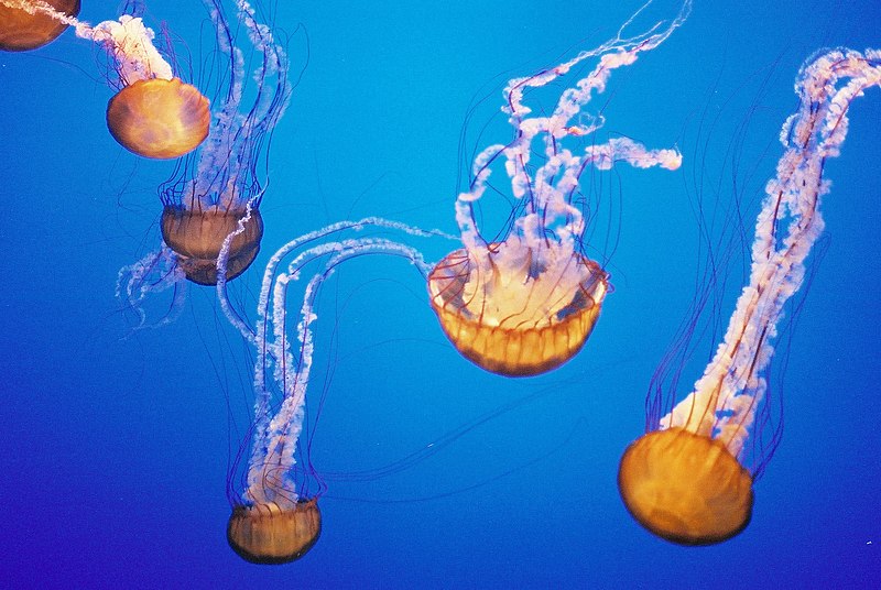 File:Jellyfish in the Montery Bay Aquarium.jpg