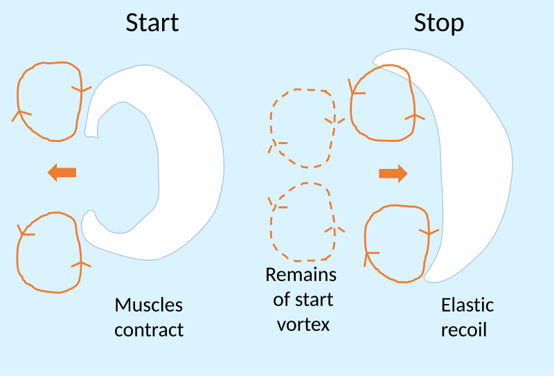 File:Jellyfish locomotion.svg