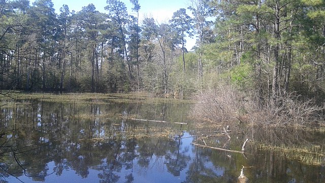 Middle Lake on the southern side of Jones State Forest.