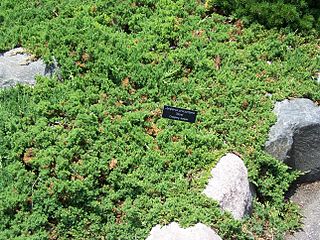 <i>Juniperus procumbens</i> Species of conifer