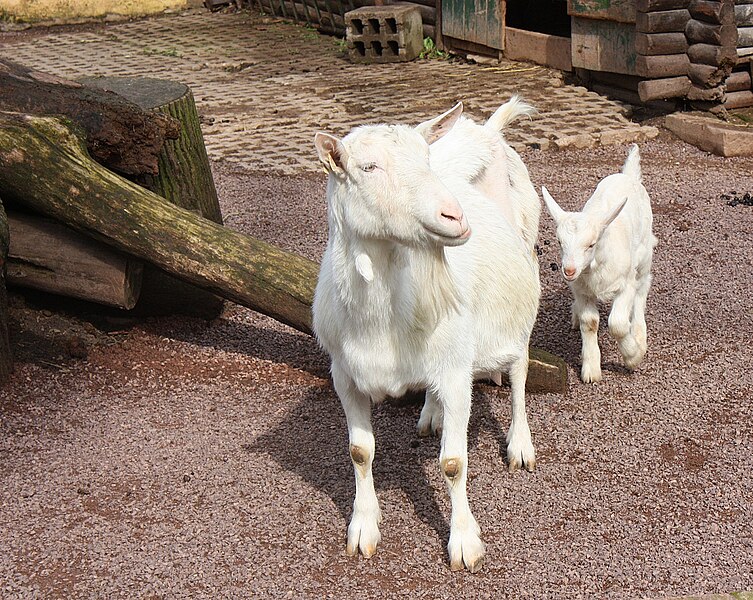 File:Köthen, Tierpark, Zwergziegen-2.jpg