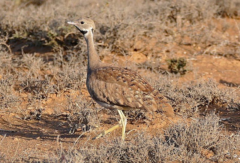 File:Karoo Korhaan (Eupodotis vigorsii) (31800773344).jpg