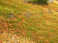 Cimetière de guerre catholique pour la guerre franco-allemande