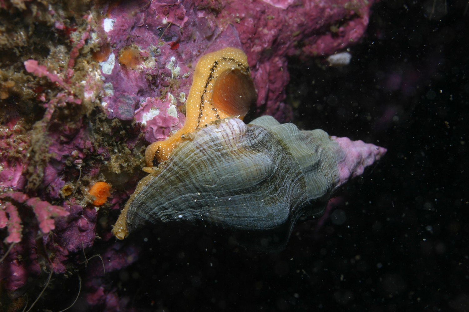 Pisaster giganteus - Wikipedia