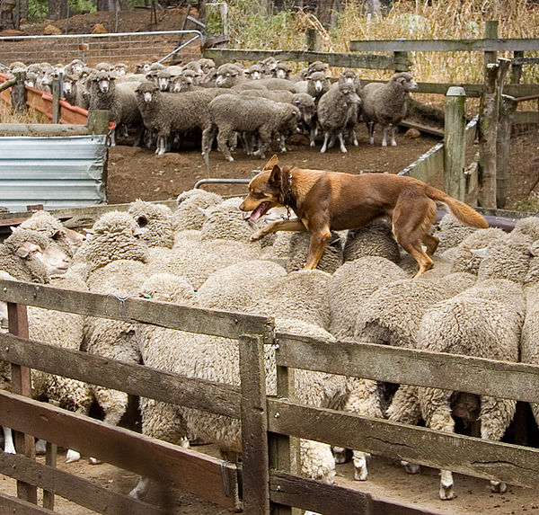 An Australian Kelpie backing sheep.