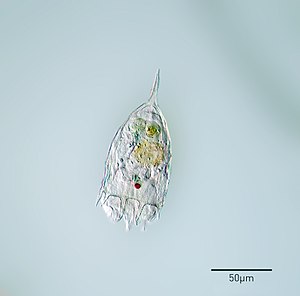 Keratella cochelaris a species of the genus Keratella
