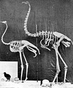 Comparativa entre el kiwi, el avestruz y la moa