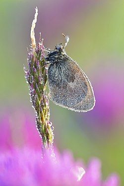 Kupu-kupu berkaki sikat atau disebut juga kupu-kupu berkaki empat merupakan salah satu kelompok kupu-kupu famili Nymphalidae ordo Lepidoptera yang diberi nama untuk kaki depannya yang mengecil secara khas dan seringkali berbulu menyerupai sikat. Nama alternatif serangga ini berasal dari fakta bahwa hanya ada empat kaki yang berfungsi atau berjalan, sedangkan dua kaki lainnya meringkuk.