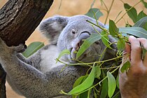 Koala - jedna z rarit v zoo