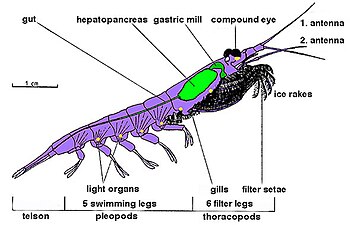 Diagram of a typical crustacean (Euphausia superba), showing the usual bodyplan. Krillanatomykils.jpg