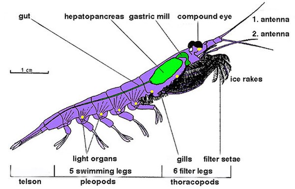 Body structure of a krill, showing the gastric mill (a.k.a. gizzard) in a typical crustacean