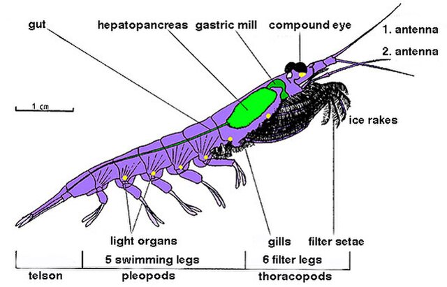 Krill anatomy explained, using Euphausia superba as a model