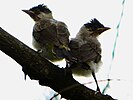 Juvenile of Sooty-headed Bulbul