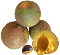 Pouteria lucuma Wikipedia