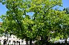 Trees of the Stepahn garden