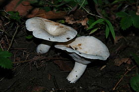 Dois exemplares de L. piperatus numa floresta da Pensilvânia, Estados Unidos