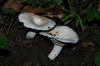 <i>Lactifluus piperatus</i> Species of fungus