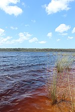 In Lake Boomanjin, Australia, the waters are strongly colored due to tannins from nearby trees. Lake Boomanjin water.jpg