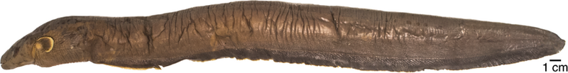 File:Lateral view of Electrophorus electricus.png