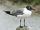 Lachende meeuw (Leucophaeus atricilla) RWD1.jpg