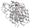 Thumbnail for Asparagine endopeptidase