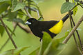 Tanager mit Zitronenrump - Panama H8O0413 (22623317413) .jpg