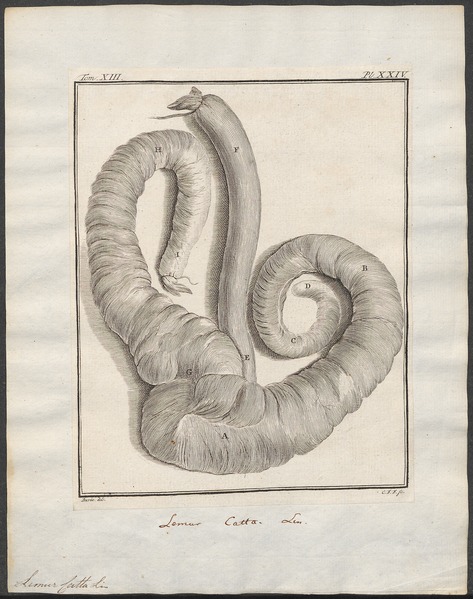 File:Lemur catta - darmen - 1782 - Print - Iconographia Zoologica - Special Collections University of Amsterdam - UBA01 IZ19700043.tif