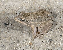 Leptodactylus labrosus.jpg