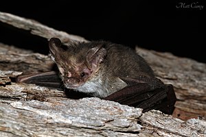 Nyctophilus geoffroyi