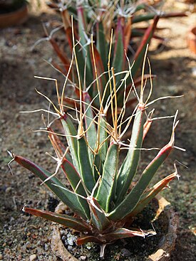 Leuchtenbergia principis