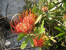 Leucospermum saxosum (4330095390).jpg