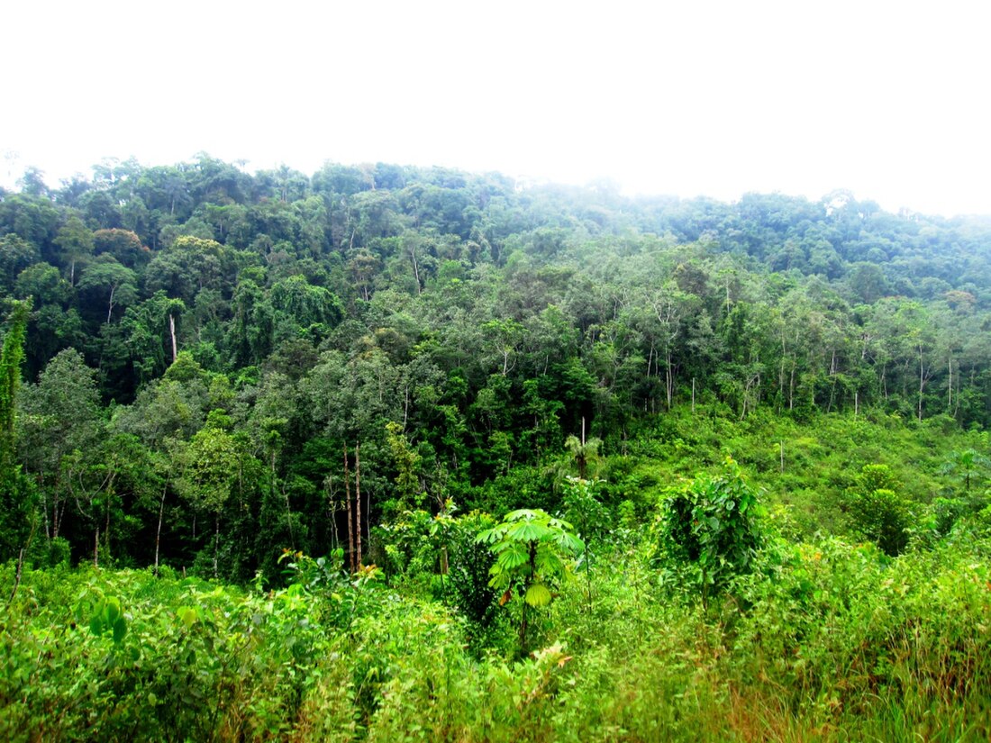 Foreste umide della Guinea