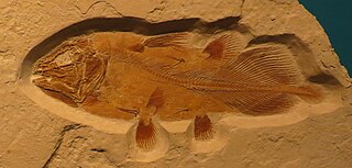 <i>Libys</i> Extinct genus of coelacanths