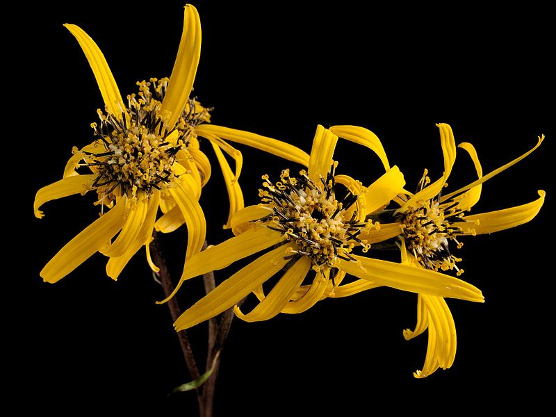 File:Ligularia dentata Desdemona20160910 5377.jpg