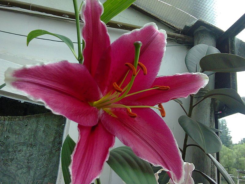 File:Liliales - Lilium orientale 1.jpg