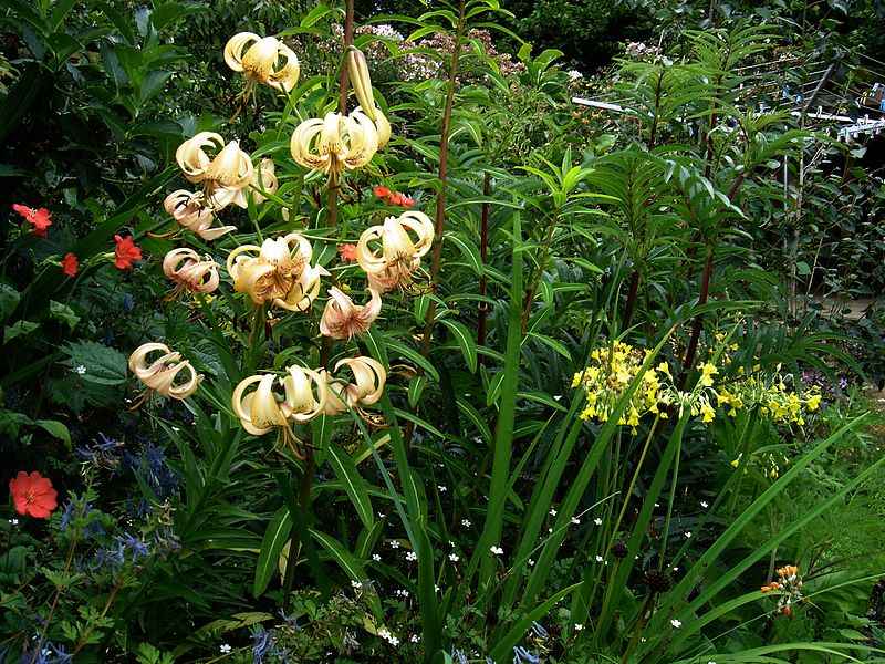 File:Lilium Rosemary North - Flickr - peganum (2).jpg