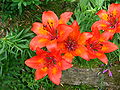 Lilium bulbiferum var. bulbiferum